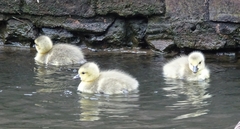 Branta canadensis