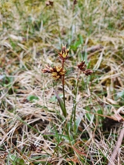 Luzula campestris campestris