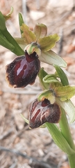 Ophrys sphegodes massiliensis