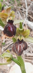 Ophrys sphegodes massiliensis