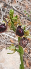 Ophrys sphegodes massiliensis