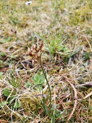 Luzula campestris campestris