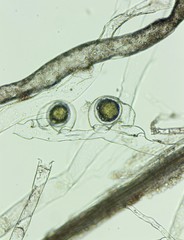 Vaucheria pseudaversa