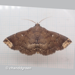 Adrapsa quadrilinealis