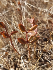 Roepera sessilifolia