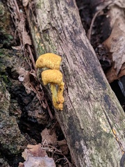 Cyptotrama chrysopepla