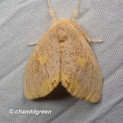 Euproctis quadrangularis