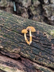 Cyptotrama chrysopepla