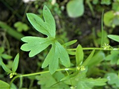 Ranunculus hebecarpus