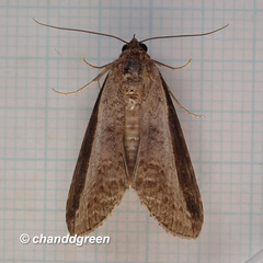 Lophoptera squammigera
