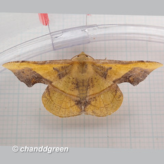 Fascellina plagiata