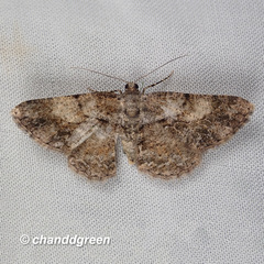 Psilalcis galsworthyi