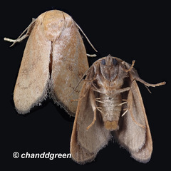 Spatulifimbria castaneiceps