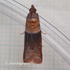 Ptyomaxia swinhoeella