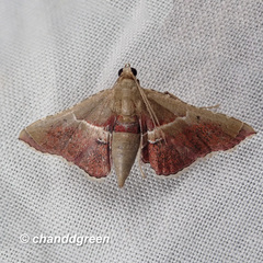 Endotricha repandalis