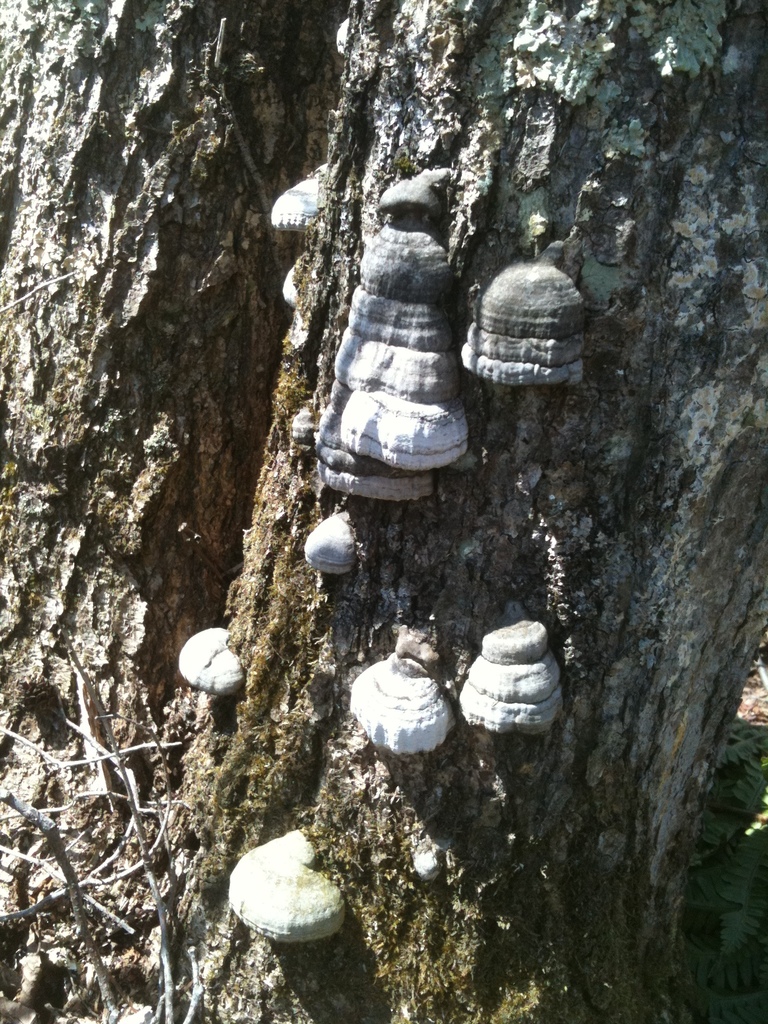 Fomes fomentarius · April 2010 · photo: © atsushi_nakajima_cirque (iNaturalist, cc-by)