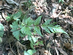Tectaria fuscipes