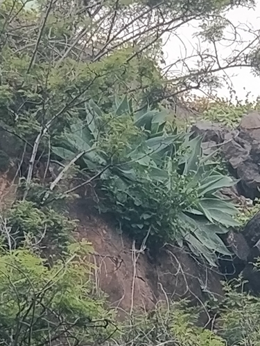 Agave attenuata