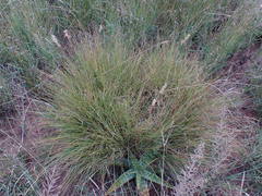 Cenchrus sphacelatus