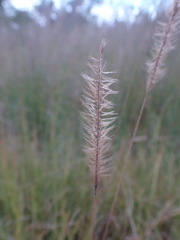 Cenchrus sphacelatus