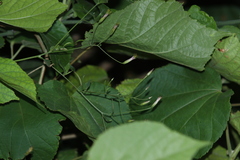 Brickellia coulteri adenopoda
