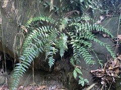 Bolbitis rhizophylla