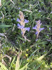 Phelipanche nana