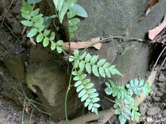 Bolbitis rhizophylla