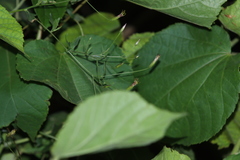 Brickellia coulteri adenopoda