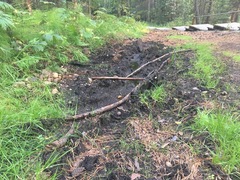 Vaucheria pseudaversa