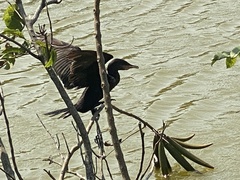Nannopterum brasilianum