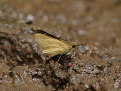 Thoressa masoni