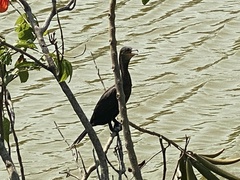 Nannopterum brasilianum