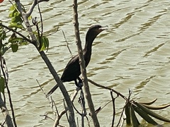 Nannopterum brasilianum