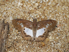 Seseria strigata