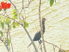 Nannopterum brasilianum