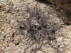 Porophyllum maritimum