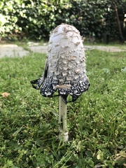 Coprinus comatus