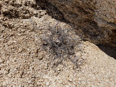 Porophyllum maritimum