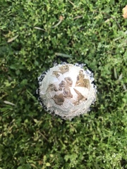 Coprinus comatus