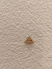 Microphysetica hermeasalis