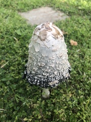 Coprinus comatus