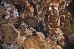 Centropyge multispinis