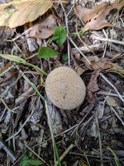 Lycoperdon molle