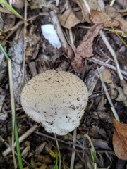 Lycoperdon molle