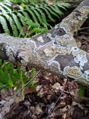 Phlebia rufa