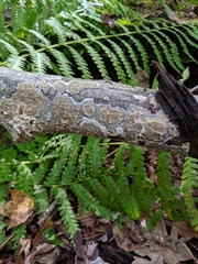 Phlebia rufa