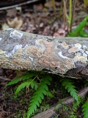 Phlebia rufa