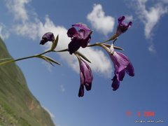 Gladiolus atroviolaceus
