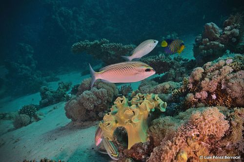 Arabian Monocle Bream